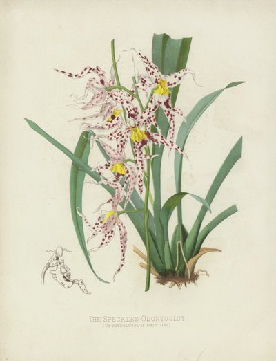 Den spættede Odontoglot, Odontoglossum Naevium af English School